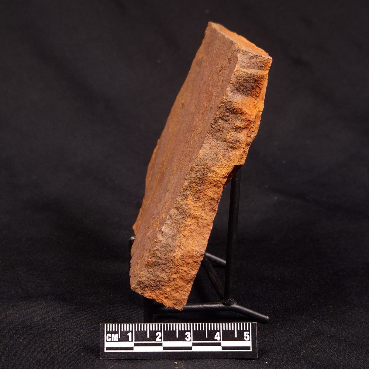 HORODYSKIA WILLIAMSII, Mesoproterozoic, Australia XHW012