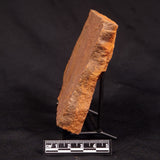 HORODYSKIA WILLIAMSII, Mesoproterozoic, Australia XHW012