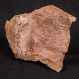 HORODYSKIA WILLIAMSII, Mesoproterozoic, Australia XHW013