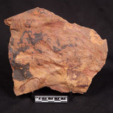 HORODYSKIA WILLIAMSII, Mesoproterozoic, Australia XHW013