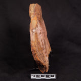 HORODYSKIA WILLIAMSII, Mesoproterozoic, Australia XHW013