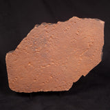 HORODYSKIA WILLIAMSII, Mesoproterozoic, Australia XHW014