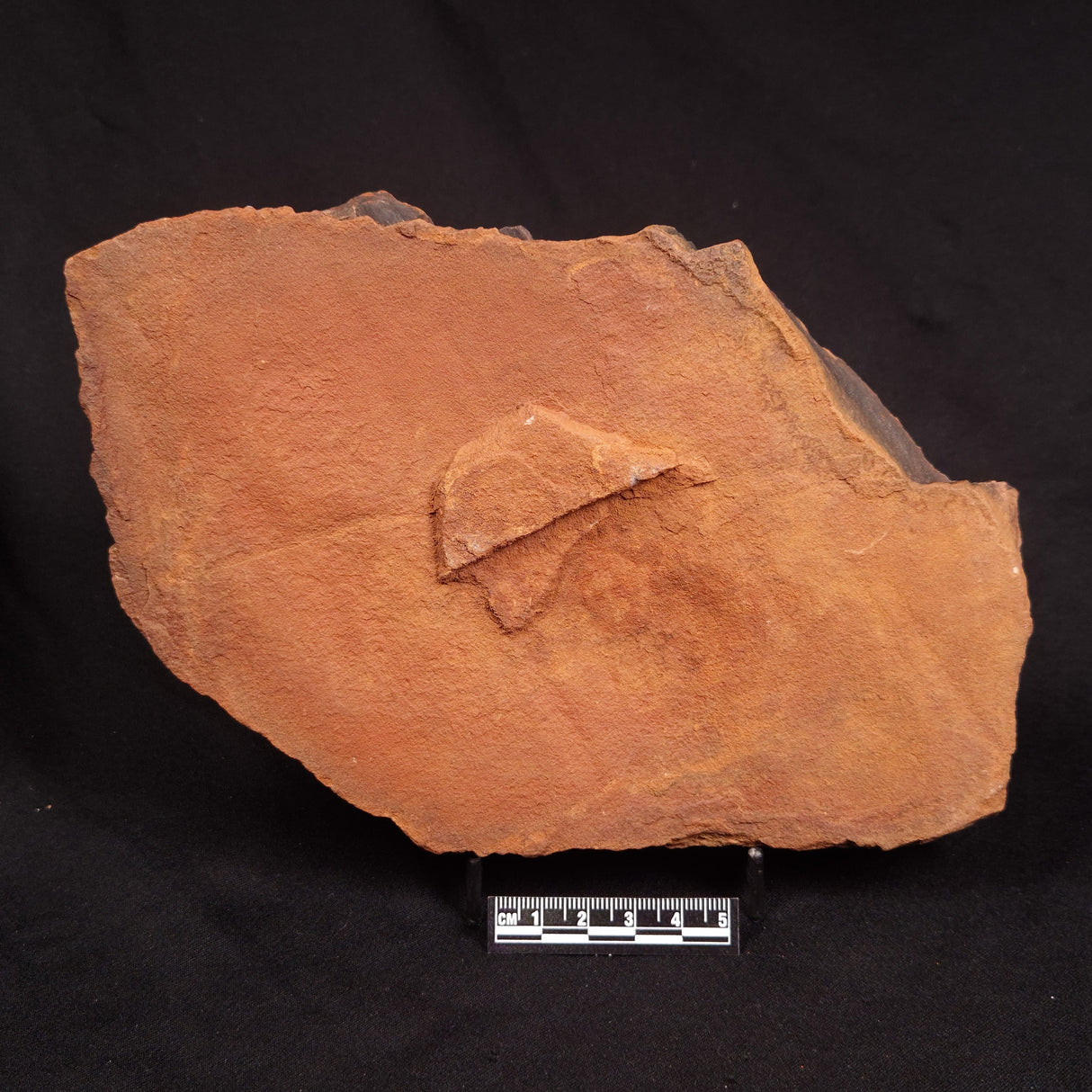 HORODYSKIA WILLIAMSII, Mesoproterozoic, Australia XHW014