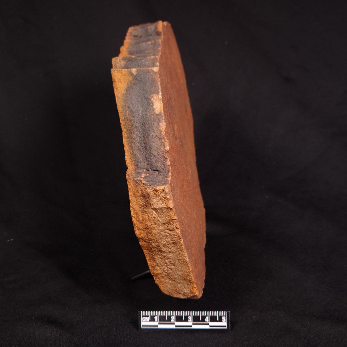 HORODYSKIA WILLIAMSII, Mesoproterozoic, Australia XHW014