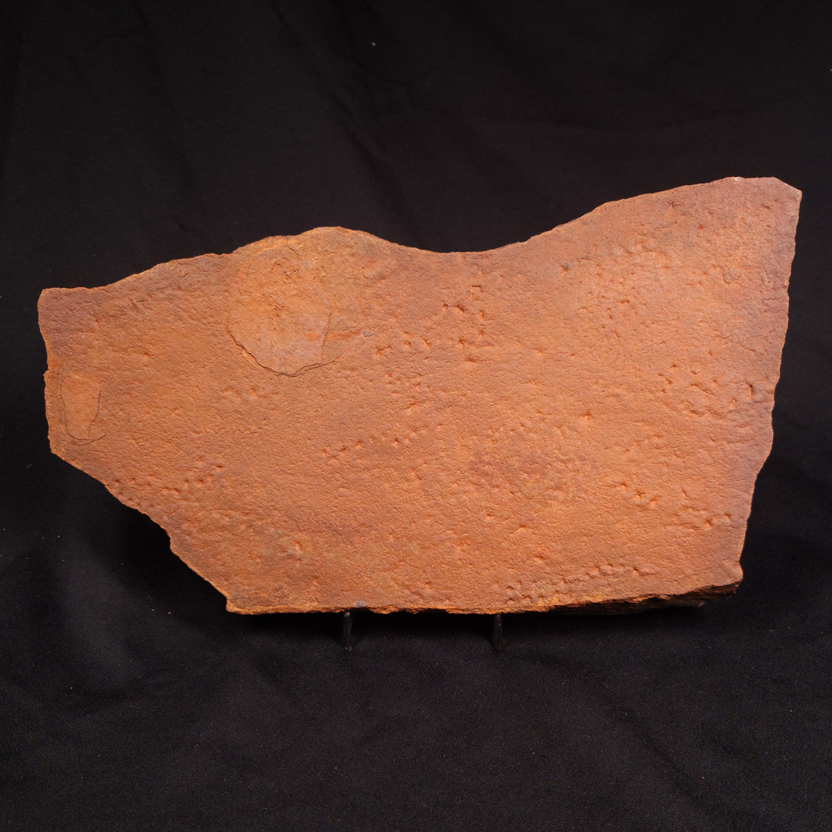 HORODYSKIA WILLIAMSII, Mesoproterozoic, Australia XHW015