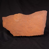 HORODYSKIA WILLIAMSII, Mesoproterozoic, Australia XHW015