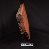 HORODYSKIA WILLIAMSII, Mesoproterozoic, Australia XHW015