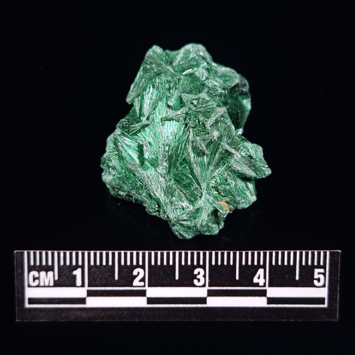 VELVET MALACHITE, Democratic Republic of Congo XVM005