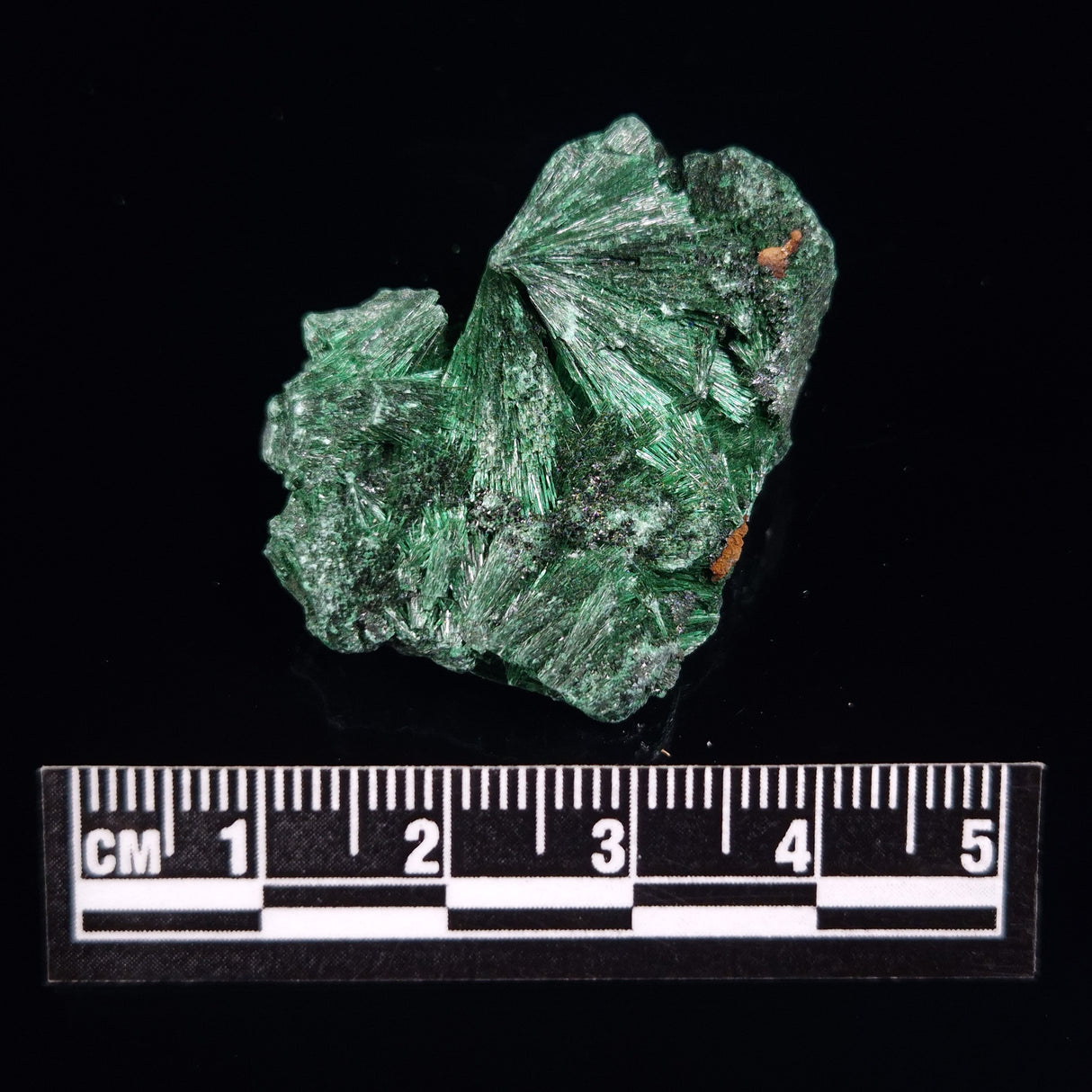 VELVET MALACHITE, Democratic Republic of Congo XVM005