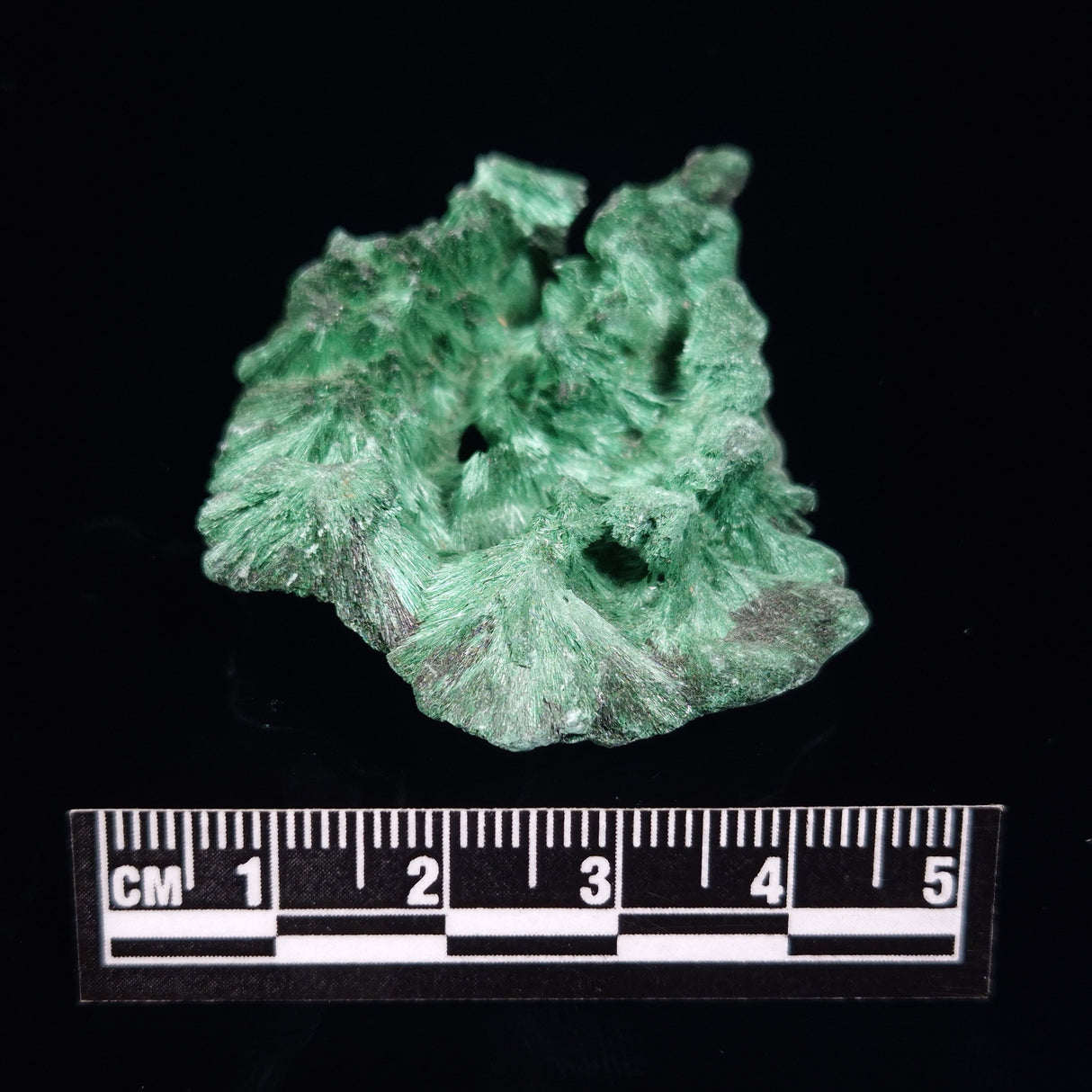 VELVET MALACHITE, Democratic Republic of Congo XVM008