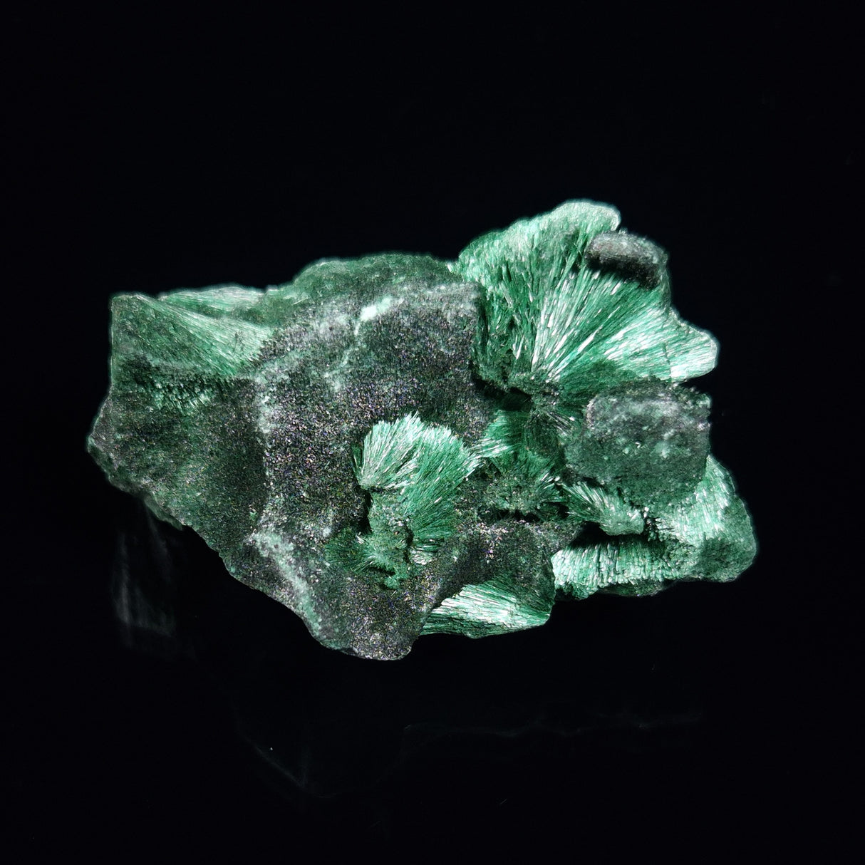 VELVET MALACHITE, Democratic Republic of Congo XVM009