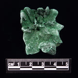 VELVET MALACHITE, Democratic Republic of Congo XVM016