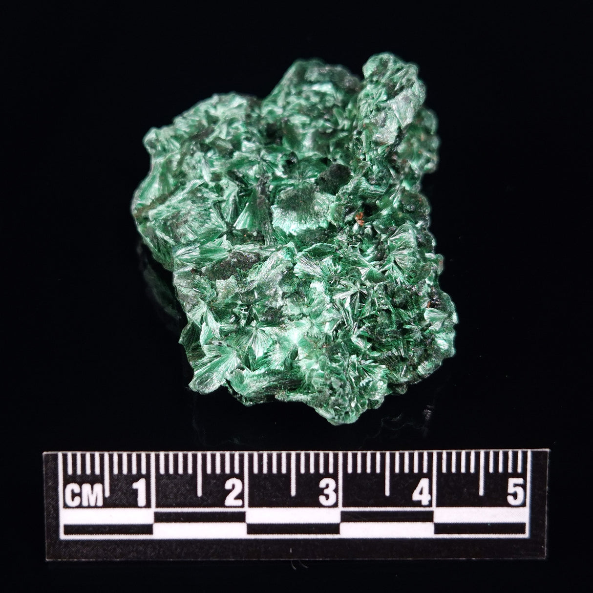 VELVET MALACHITE, Democratic Republic of Congo XVM021