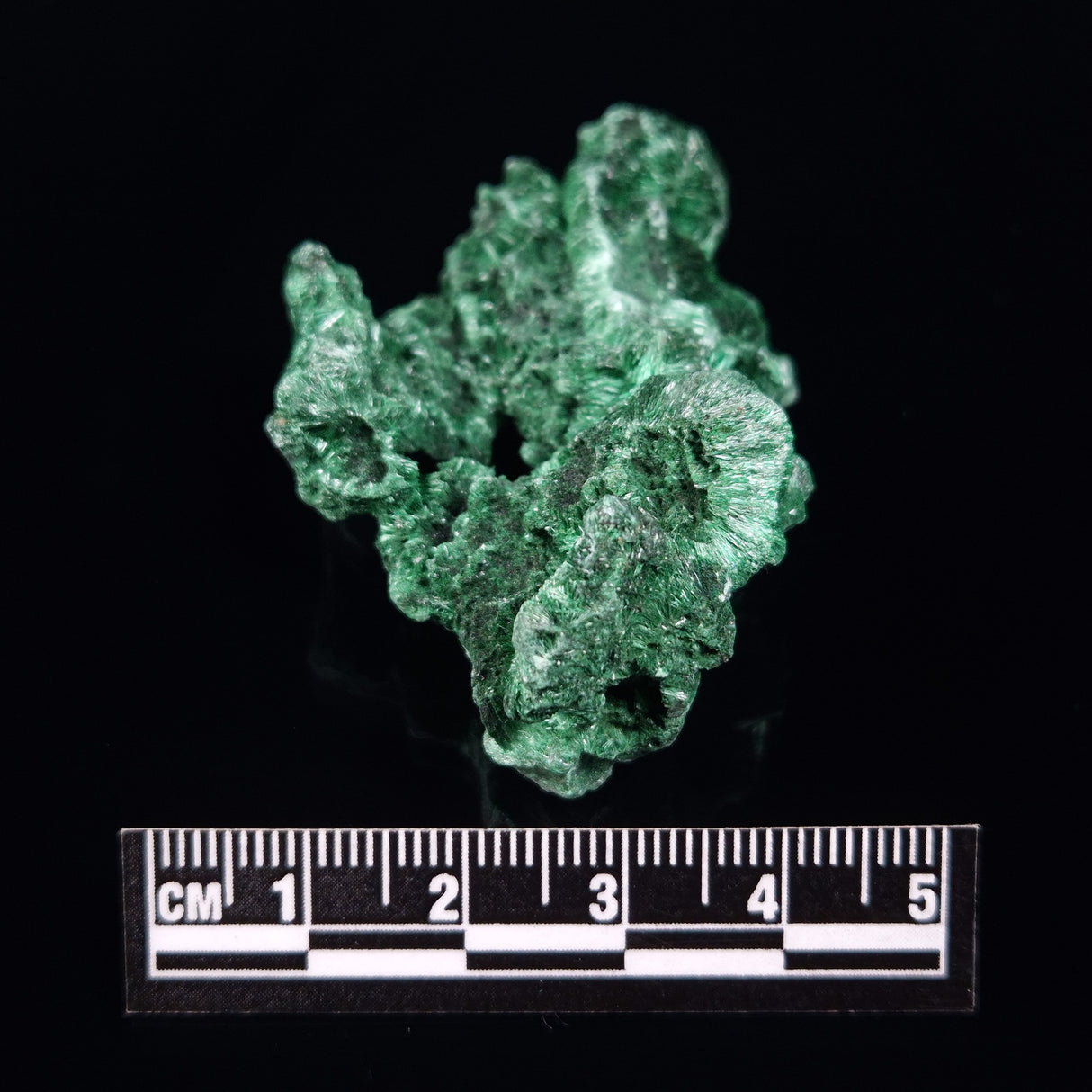 VELVET MALACHITE, Democratic Republic of Congo XVM025