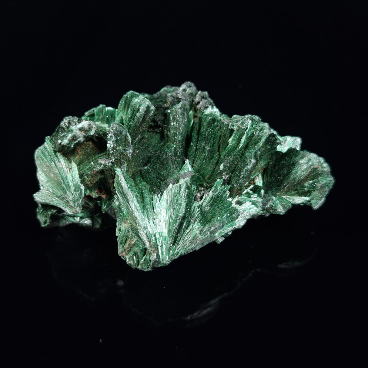 VELVET MALACHITE, Democratic Republic of Congo XVM029