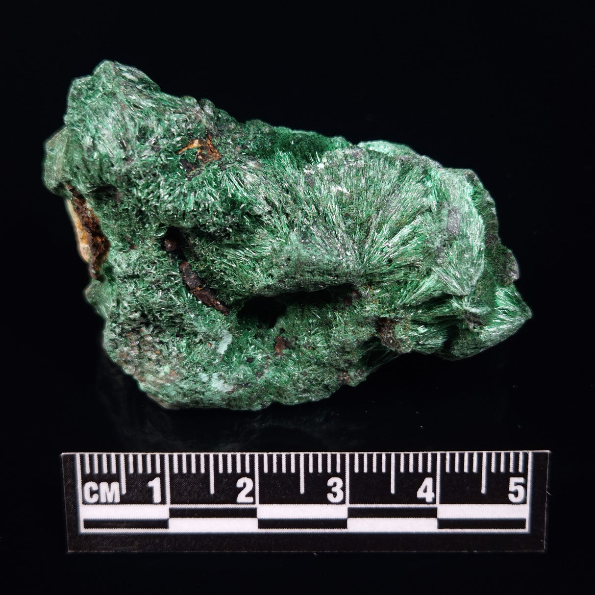 VELVET MALACHITE, Democratic Republic of Congo XVM031