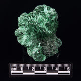 VELVET MALACHITE, Democratic Republic of Congo XVM035