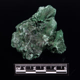 VELVET MALACHITE, Democratic Republic of Congo XVM044