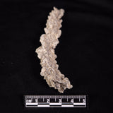 FULGURITE LIGHTNING GLASS, Queensland, Australia XFA005