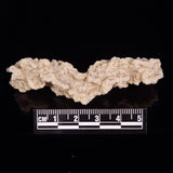 FULGURITE LIGHTNING GLASS, Queensland, Australia XFA006