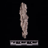 FULGURITE LIGHTNING GLASS, Queensland, Australia XFA009
