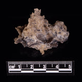 FULGURITE LIGHTNING GLASS, Queensland, Australia XFA011