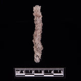 FULGURITE LIGHTNING GLASS, Queensland, Australia XFA013
