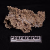 FULGURITE LIGHTNING GLASS, Queensland, Australia XFA021