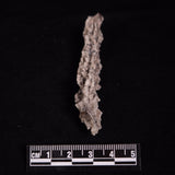 FULGURITE LIGHTNING GLASS, Queensland, Australia XFA022