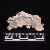 FULGURITE LIGHTNING GLASS, Queensland, Australia XFA029