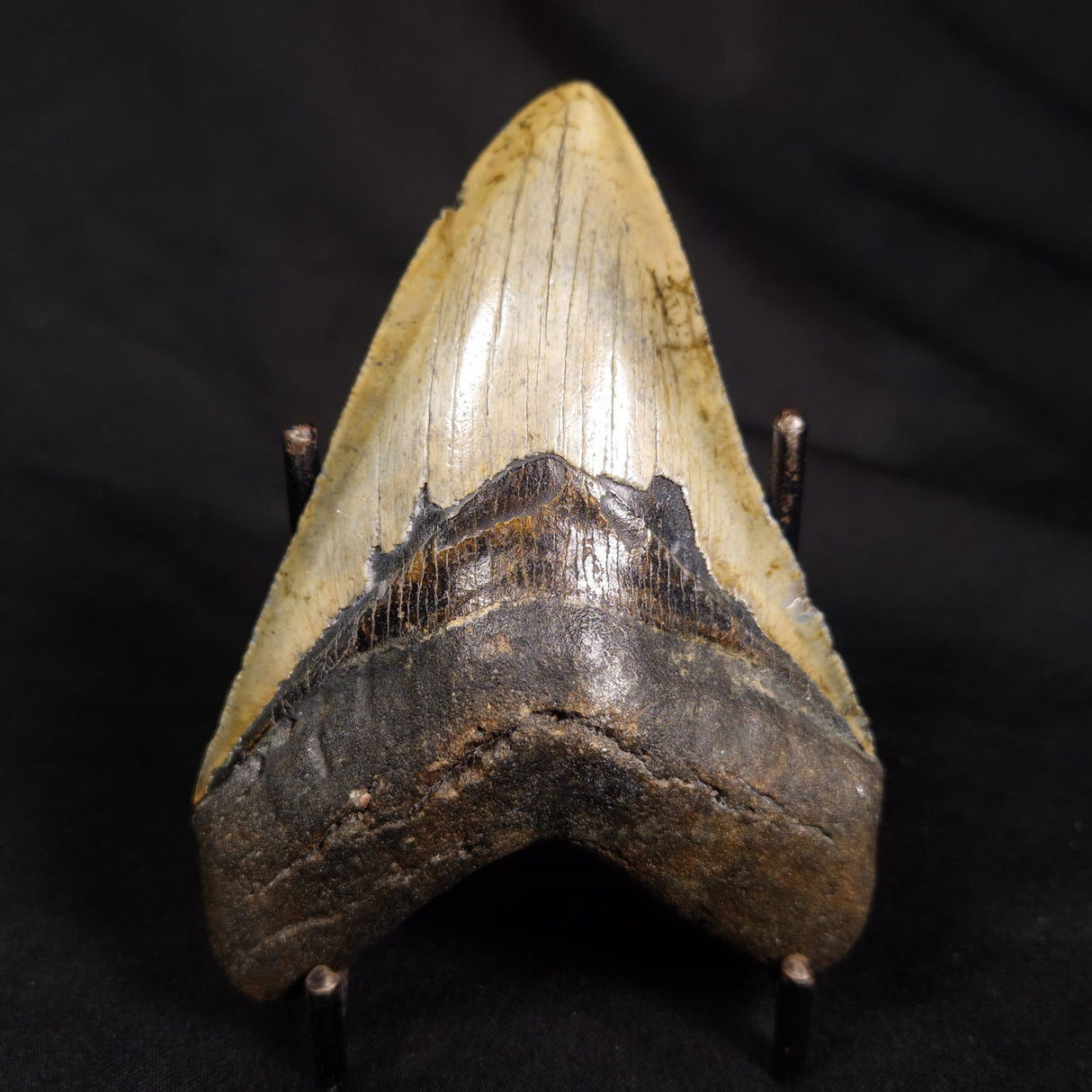 OTODUS MEGALODON SHARK TOOTH, USA XOM001