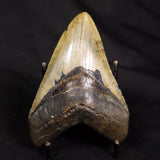 OTODUS MEGALODON SHARK TOOTH, USA XOM001