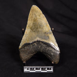 OTODUS MEGALODON SHARK TOOTH, USA XOM001
