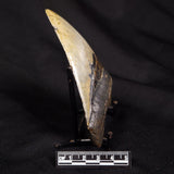 OTODUS MEGALODON SHARK TOOTH, USA XOM001