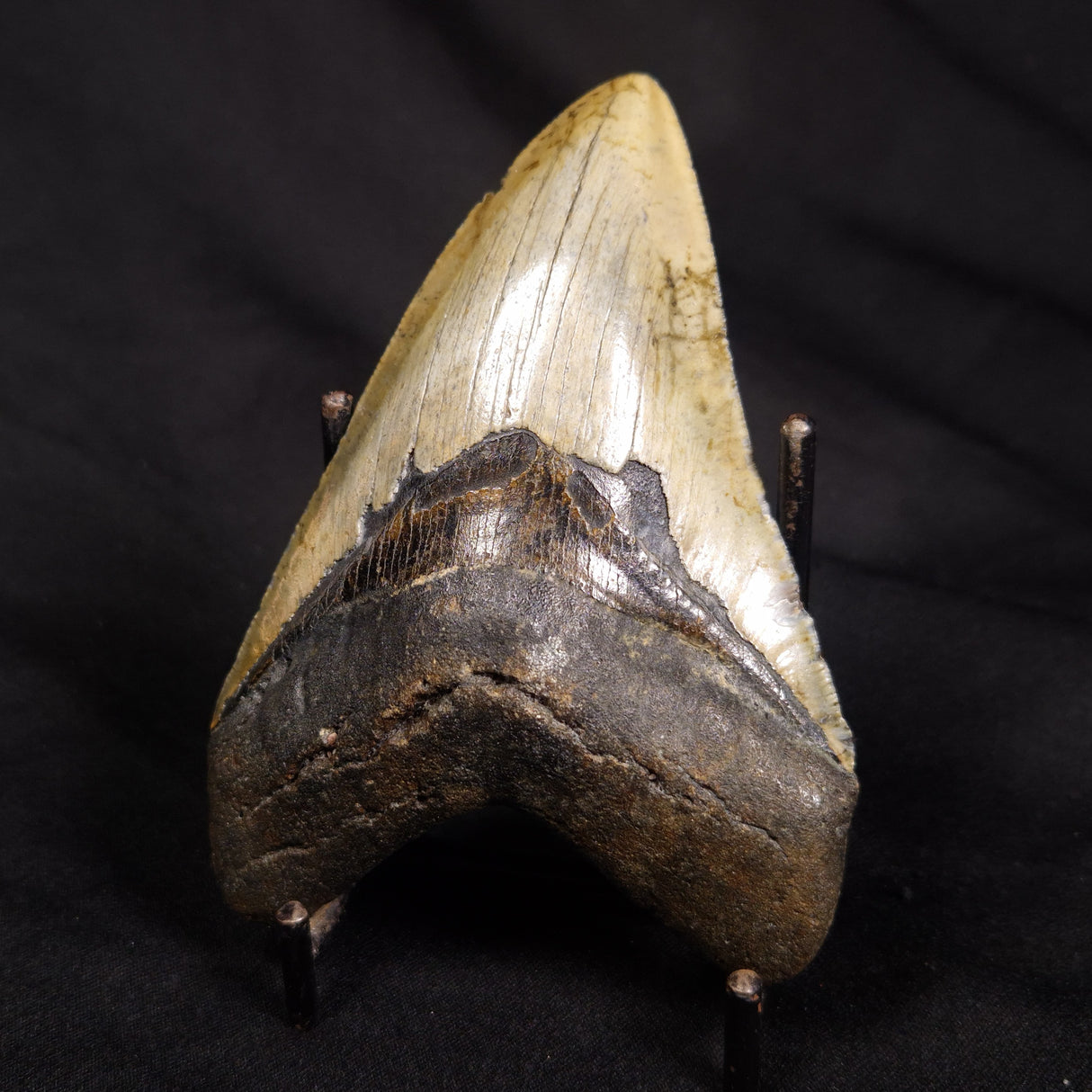OTODUS MEGALODON SHARK TOOTH, USA XOM001