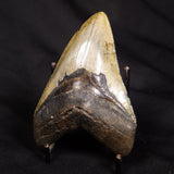 OTODUS MEGALODON SHARK TOOTH, USA XOM001