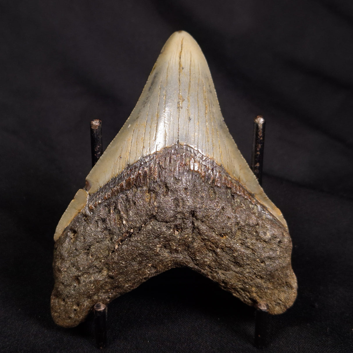 OTODUS MEGALODON SHARK TOOTH, USA XOM002