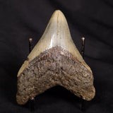 OTODUS MEGALODON SHARK TOOTH, USA XOM002