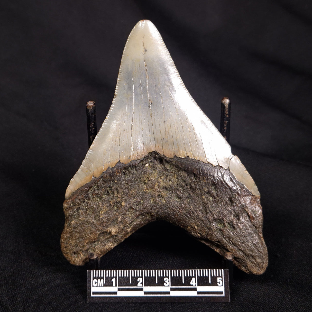 OTODUS MEGALODON SHARK TOOTH, USA XOM002