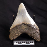 OTODUS MEGALODON SHARK TOOTH, USA XOM002