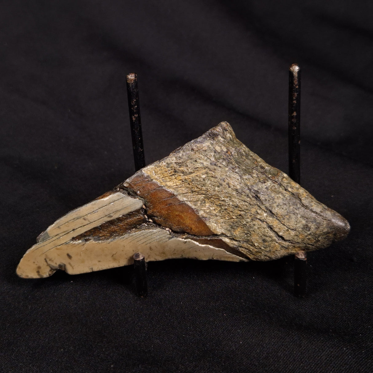 OTODUS MEGALODON SHARK TOOTH HALF, USA XOM003