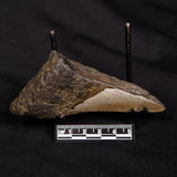 OTODUS MEGALODON SHARK TOOTH HALF, USA XOM003