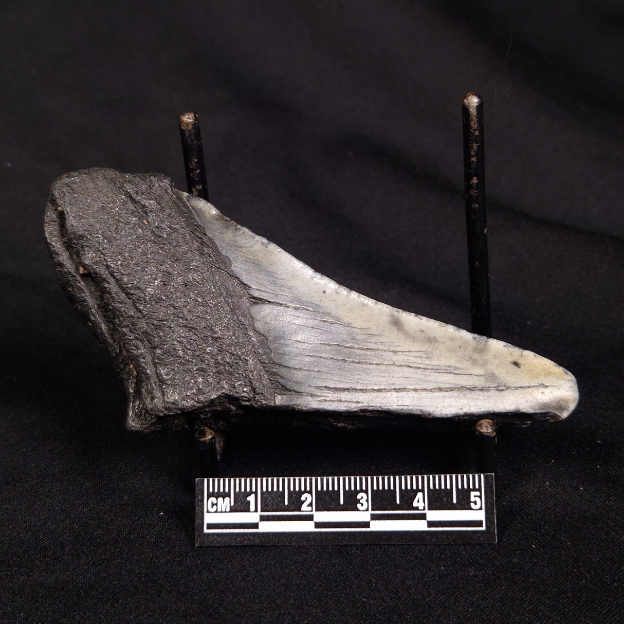 OTODUS MEGALODON SHARK TOOTH HALF, USA XOM004