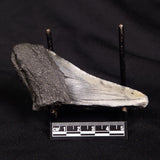 OTODUS MEGALODON SHARK TOOTH HALF, USA XOM004