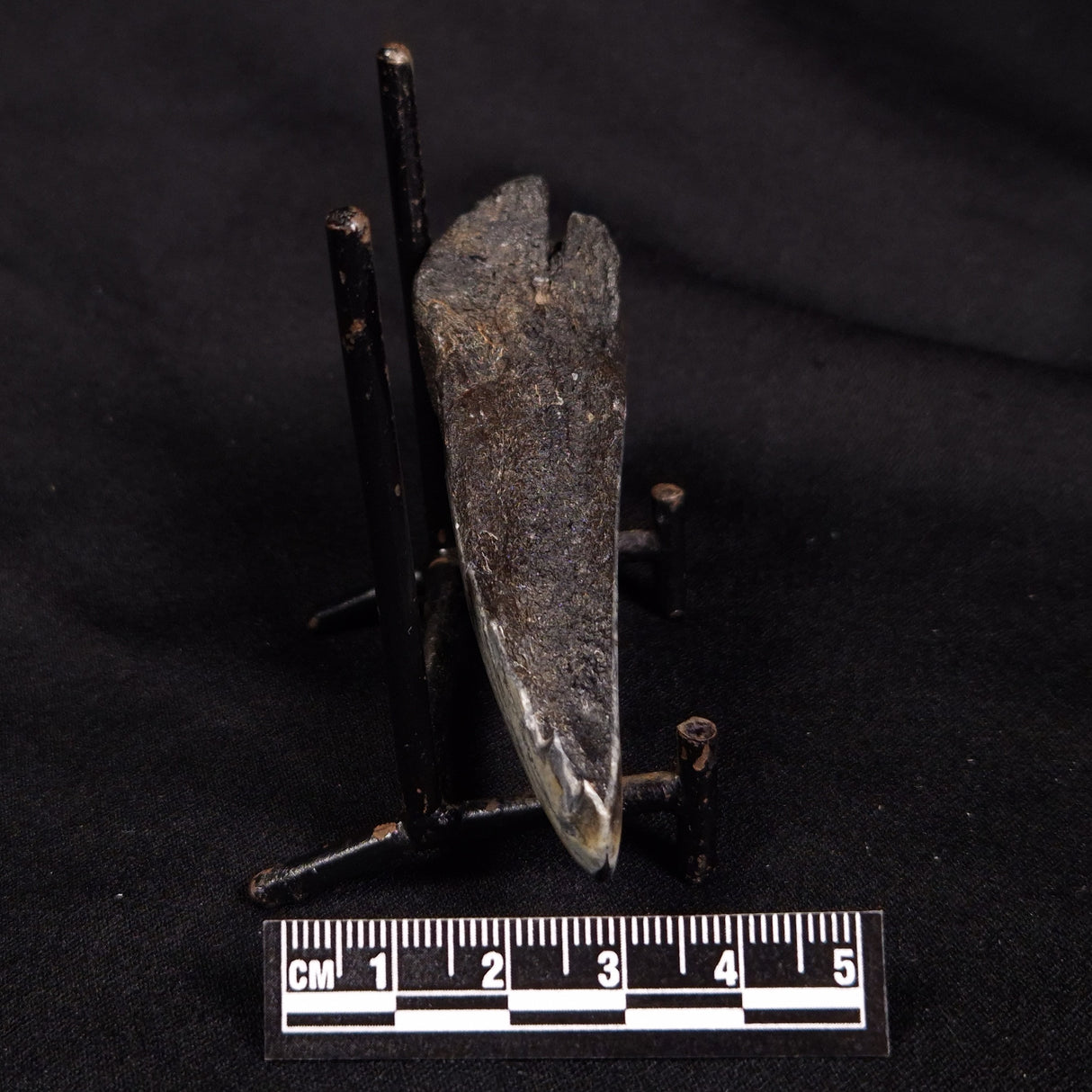 OTODUS MEGALODON SHARK TOOTH HALF, USA XOM004