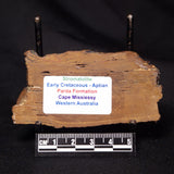 STROMATOLITE, Parda Formation, Early Cretaceous (Aptian), Australia ZPF012