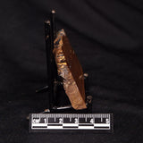 STROMATOLITE, Parda Formation, Early Cretaceous (Aptian), Australia ZPF012