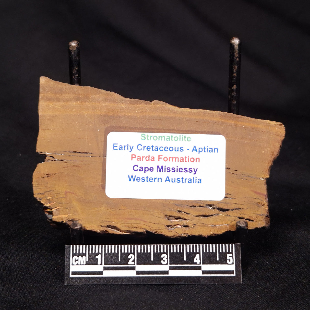 STROMATOLITE, Parda Formation, Early Cretaceous (Aptian), Australia ZPF013