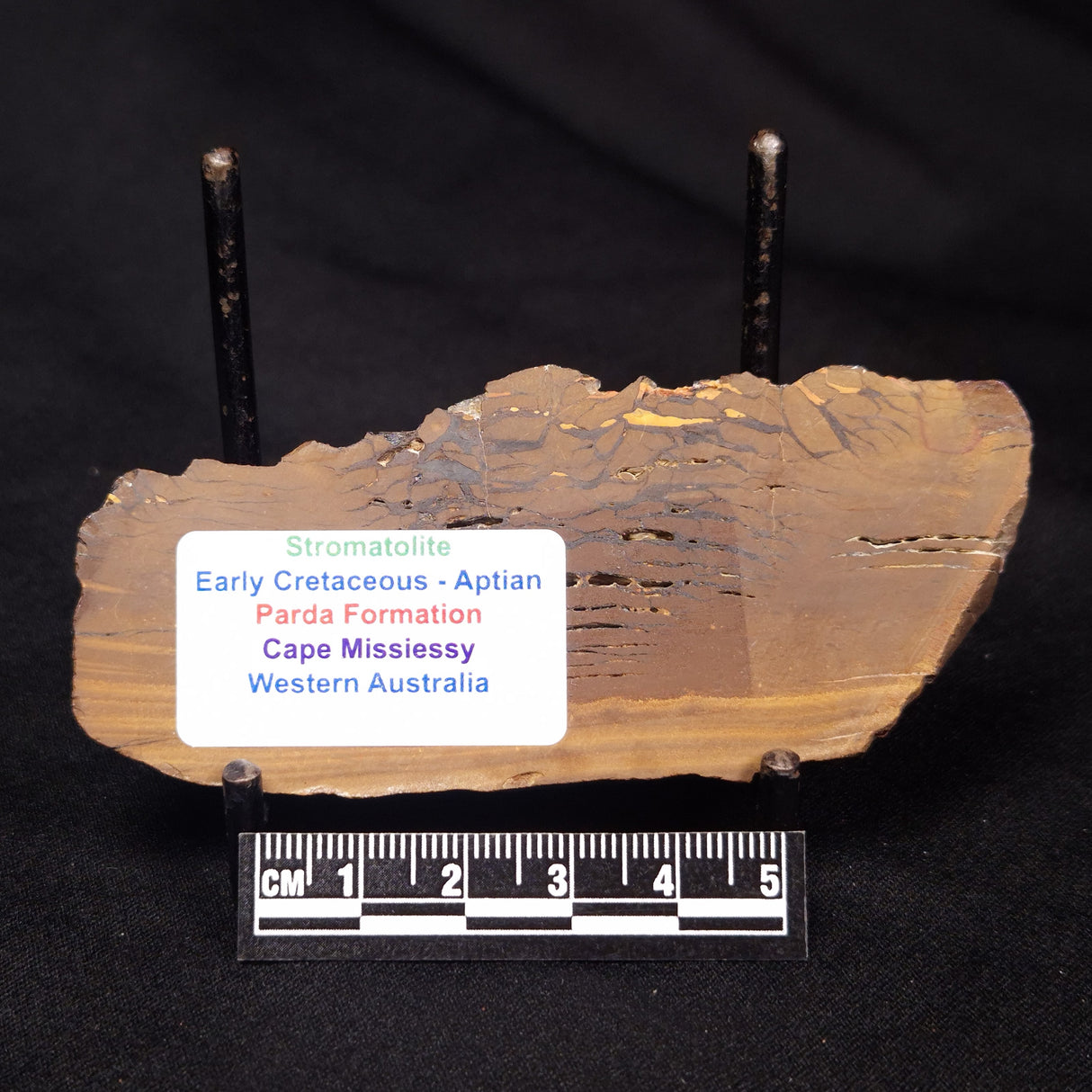 STROMATOLITE, Parda Formation, Early Cretaceous (Aptian), Australia ZPF014