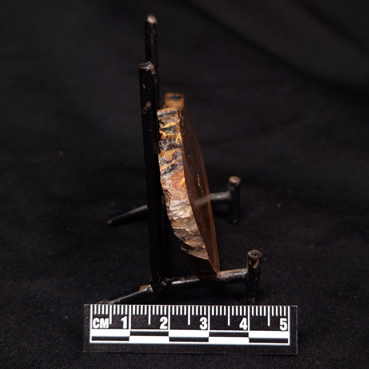STROMATOLITE, Parda Formation, Early Cretaceous (Aptian), Australia ZPF014